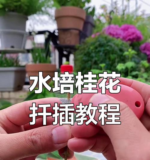 桂花扦插繁殖的步骤和技巧是什么？