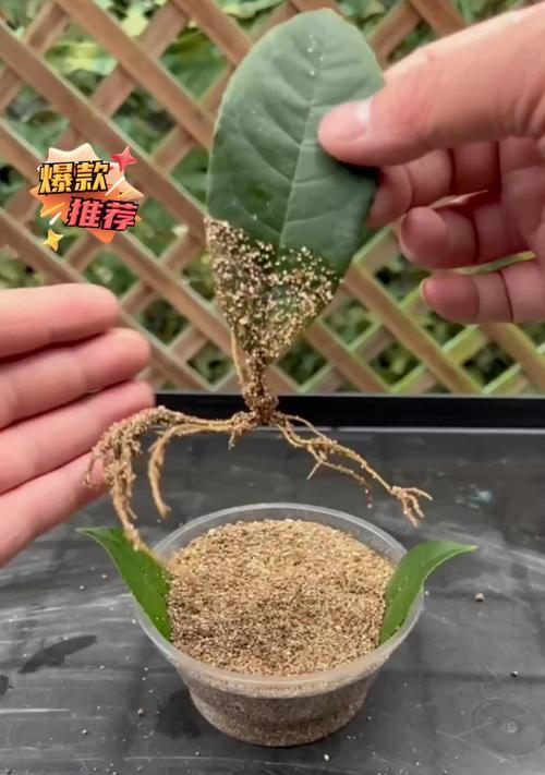 桂花扦插繁殖的步骤和技巧是什么？
