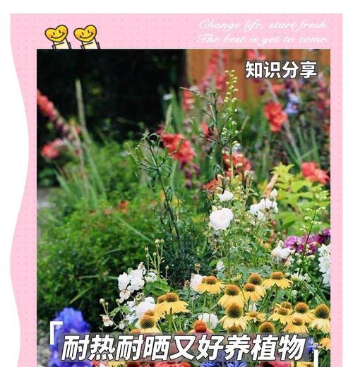 夏季适合种植的植物有哪些？
