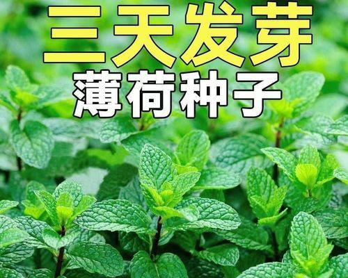 夏季适合种植的植物有哪些？