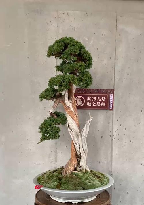 哪些盆景树桩容易养护？