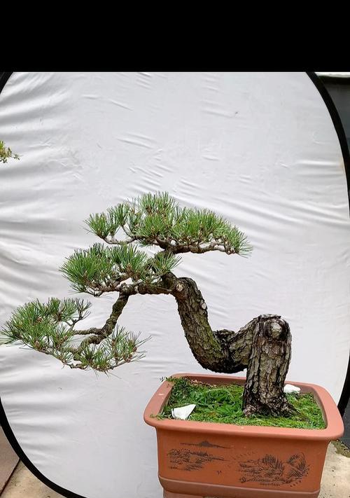 小黑松盆景浇水技巧是什么？如何正确给小黑松盆景浇水？