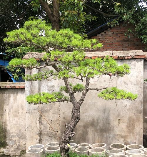 小黑松盆景浇水技巧是什么？如何正确给小黑松盆景浇水？