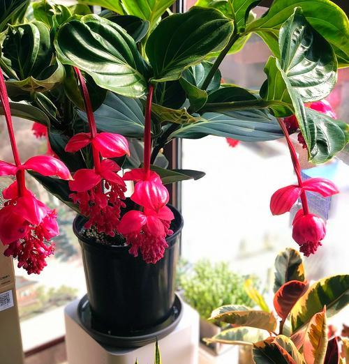 灯了花的养殖技巧是什么？如何让其开花？