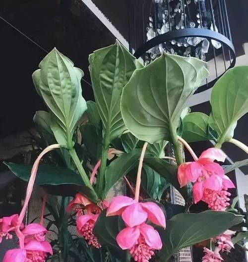灯了花的养殖技巧是什么？如何让其开花？