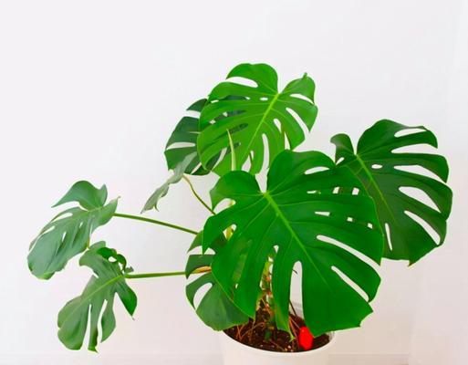 家庭养殖适合养什么植物？