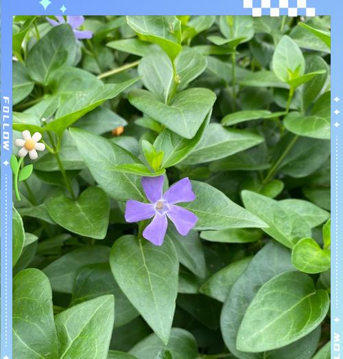 叶子花的养殖方法和常见问题解答？