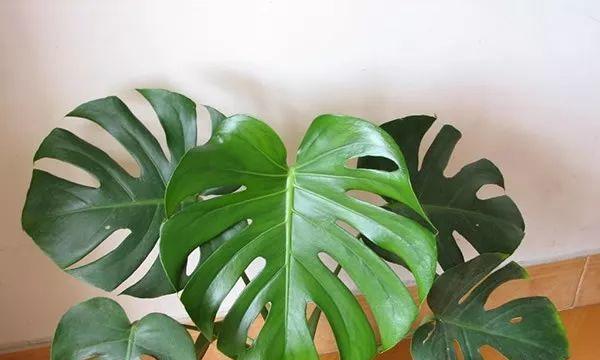 叶子花的养殖方法和常见问题解答？
