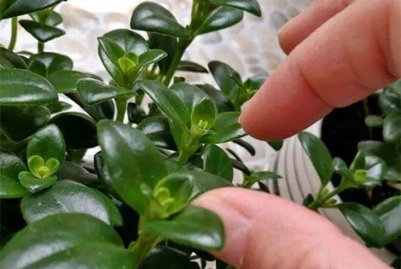 叶子花的养殖方法和常见问题解答？