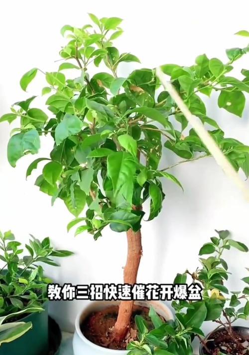 三角梅养护技巧有哪些？