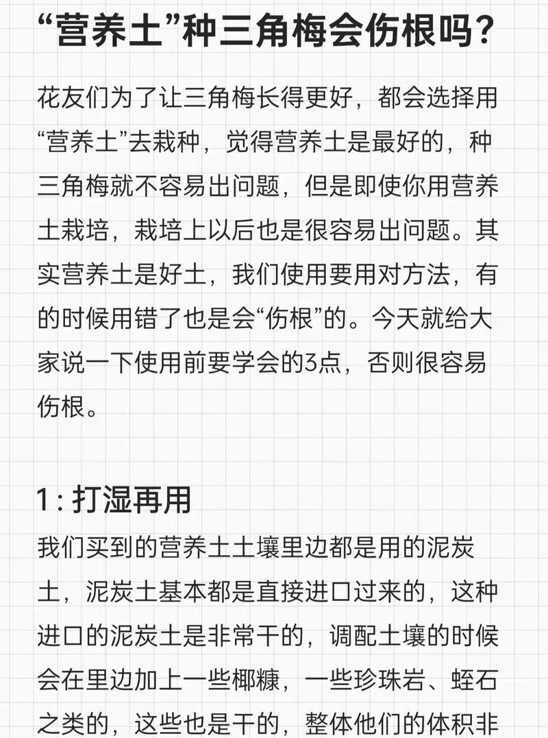 三角梅养护技巧有哪些？