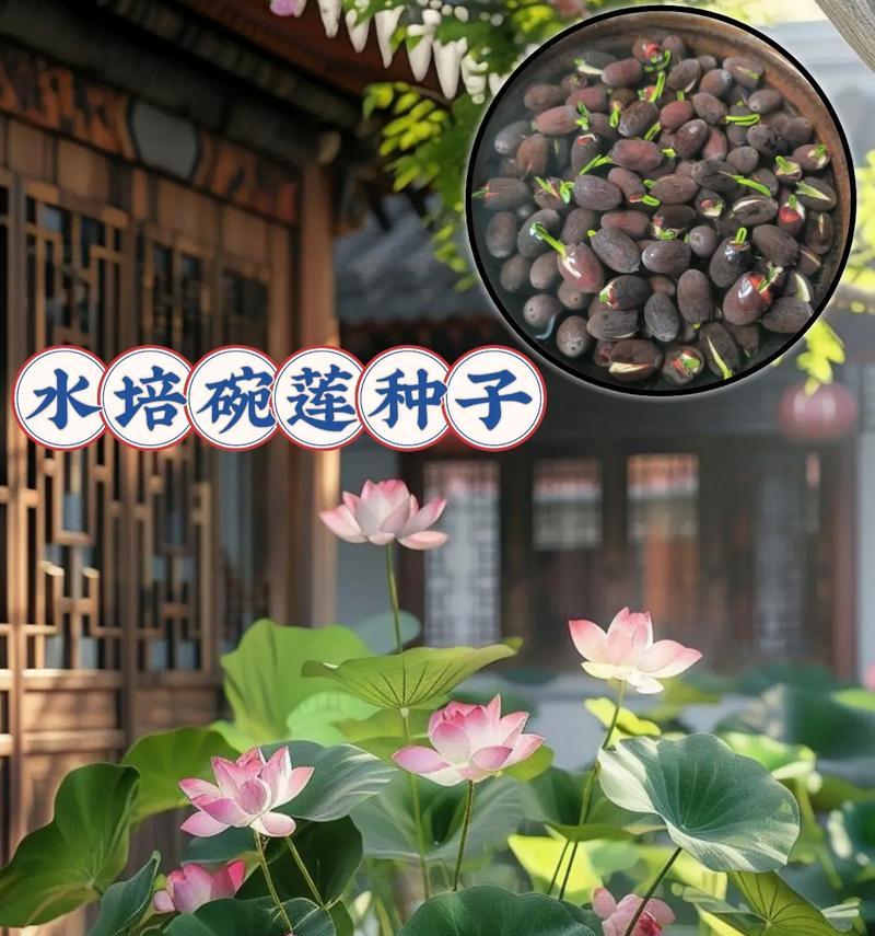 开口碗莲水培的成功要点是什么？