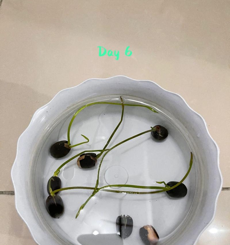 开口碗莲水培的成功要点是什么？