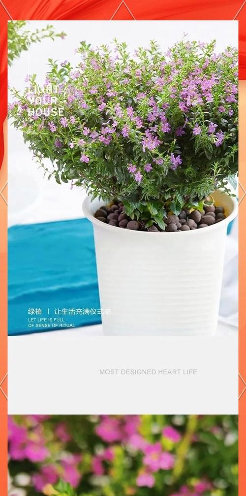满天星的养护技巧有哪些？怎样才能茁壮成长？