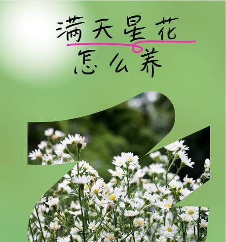 满天星的养护技巧有哪些？怎样才能茁壮成长？