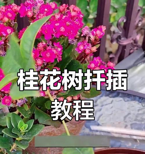 桂花扦插的成功率如何提高？