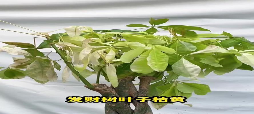发财树叶子出油的可能原因及处理方法是什么？