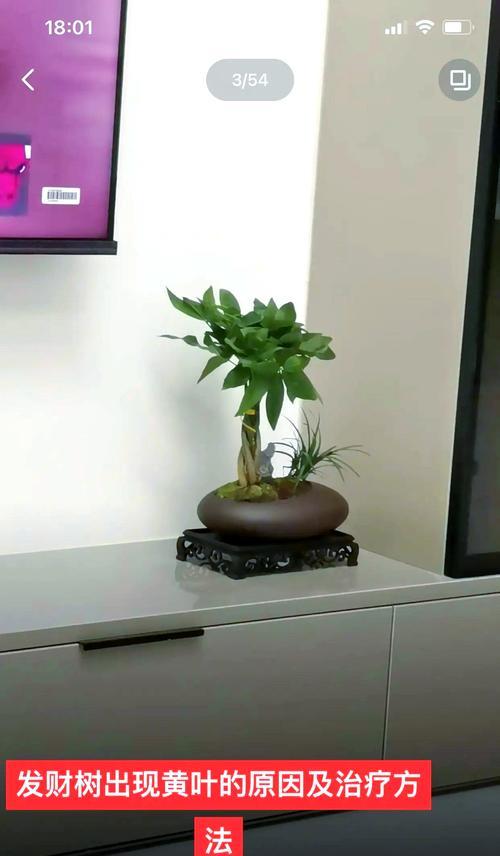 发财树叶子出油的可能原因及处理方法是什么？