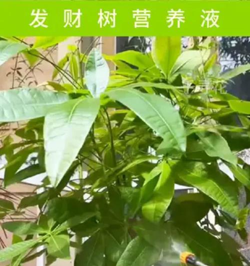 发财树叶子出油的可能原因及处理方法是什么？