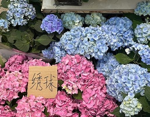 西安的市花是什么？