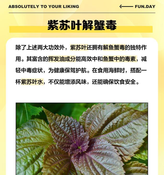 紫苏有几个品种？不同品种紫苏的用途有何不同？