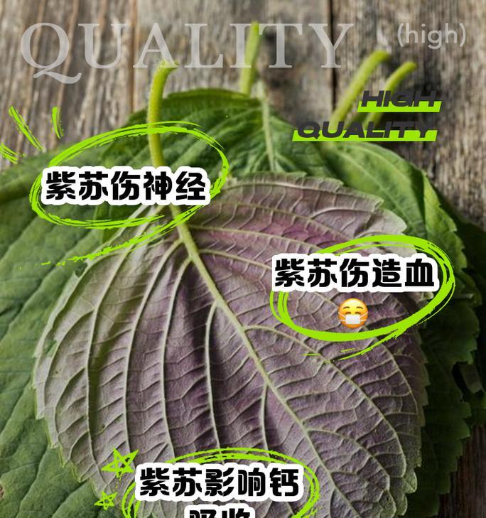 紫苏有几个品种？不同品种紫苏的用途有何不同？