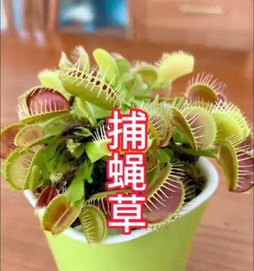 捕蝇草的养殖方法和特点是什么？