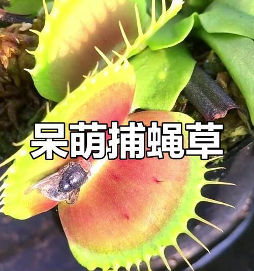 捕蝇草的养殖方法和特点是什么？