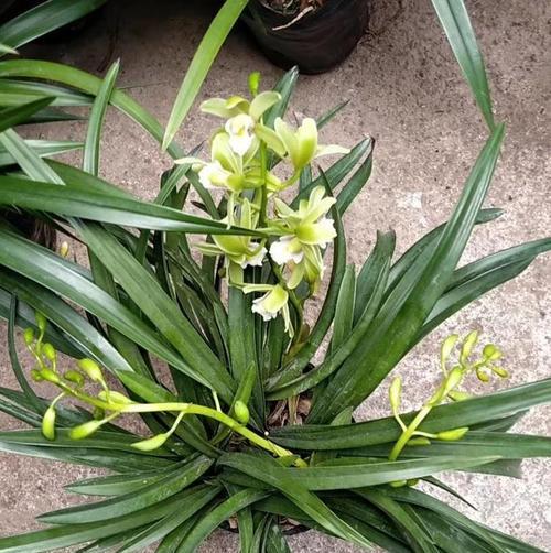 兰花播种的最佳时机是什么时候？如何提高发芽率？