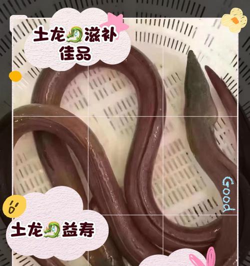 奔龙的养殖技巧和常见问题是什么？