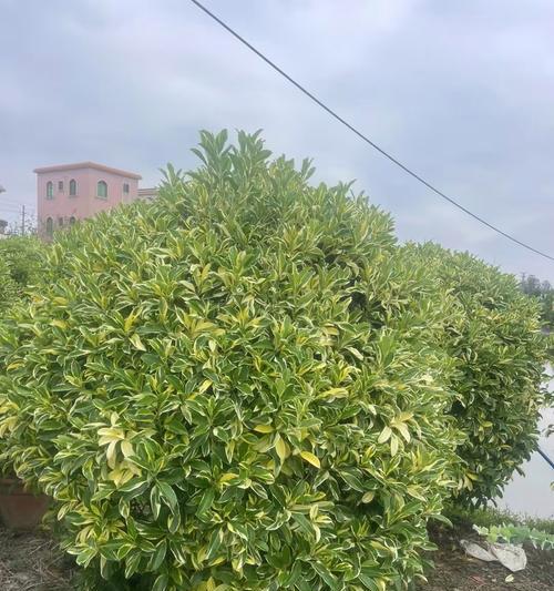 非洲茉莉叶子发黄的解决办法是什么？