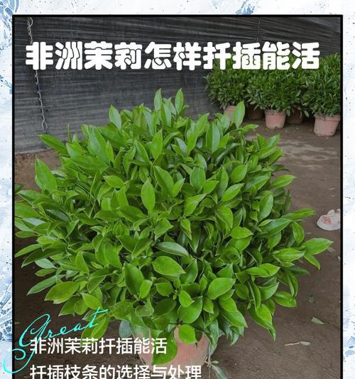 非洲茉莉叶子发黄的解决办法是什么？