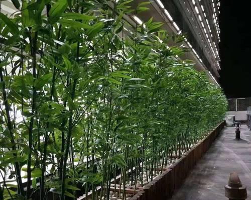 卷娟养植过程中应该注意哪些问题？