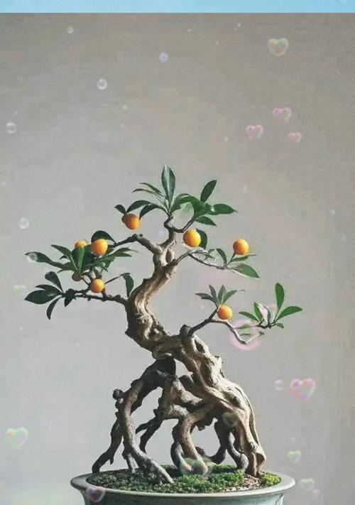 火棘盆景制作步骤是什么？需要注意哪些问题？