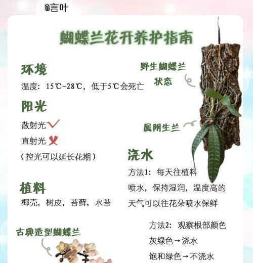 蝴蝶兰又叫什么？蝴蝶兰的别名和特点有哪些？
