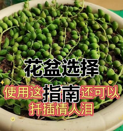 珍珠吊兰品种有哪些？珍珠吊兰品种选择与养护要点？