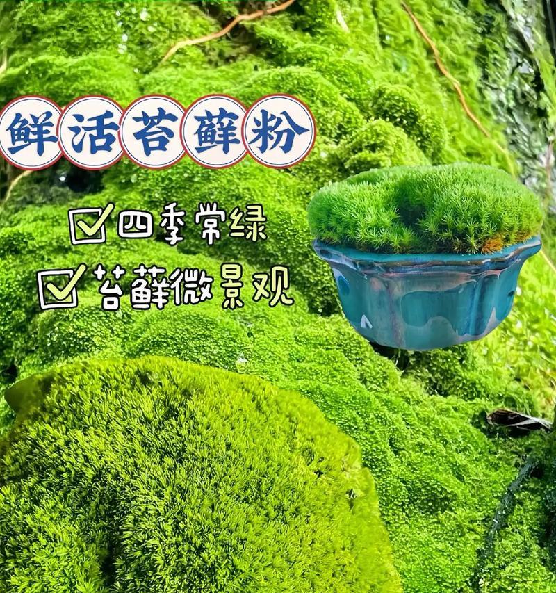 盆景铺苔藓的技巧是什么？