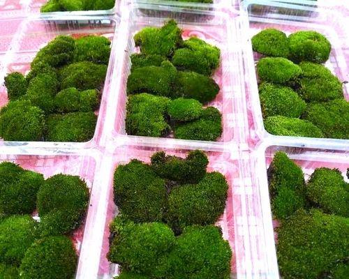 盆景铺苔藓的技巧是什么？