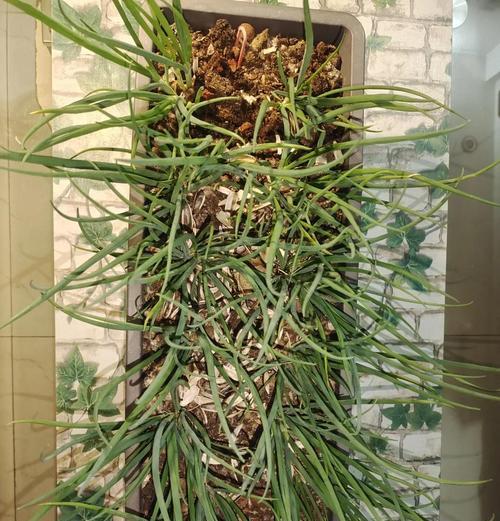 洋葱盆栽怎么用水种植？种植方法和养护技巧是什么？