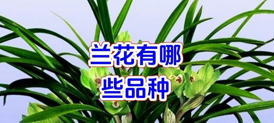 兰花珍惜品种有哪些？如何鉴别兰花的珍稀程度？