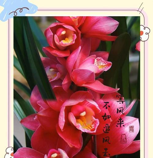 兰花珍惜品种有哪些？如何鉴别兰花的珍稀程度？