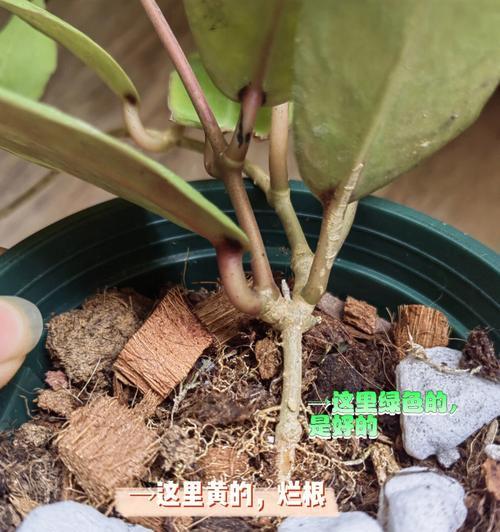 康乃馨烂根的处理方法和预防措施？