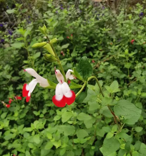 鼠尾草有哪些品种？哪种鼠尾草最适宜做香草园？