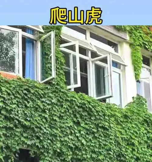 爬山虎种植步骤是什么？