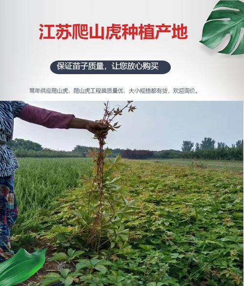 爬山虎种植步骤是什么？