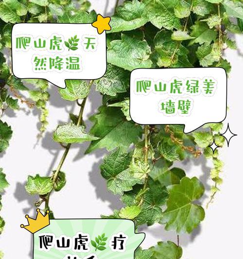爬山虎种植步骤是什么？