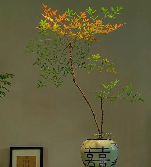 室内适合养殖什么盆景？哪些盆景适合室内环境？