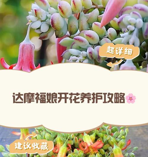 棒叶福娘的正确养护方法是什么？