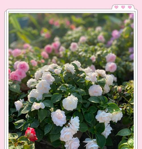 凤仙花的养护要点有哪些？怎样让凤仙花开出更多花朵？