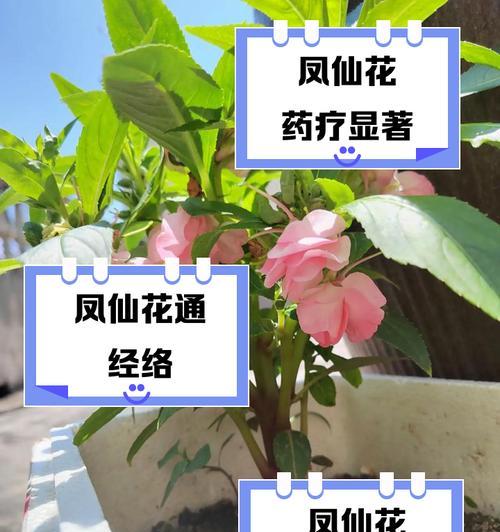 凤仙花的养护要点有哪些？怎样让凤仙花开出更多花朵？